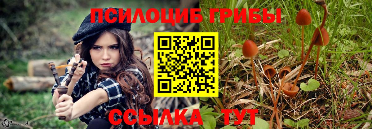 Галлюциногенные грибы Psilocybe Новошахтинск