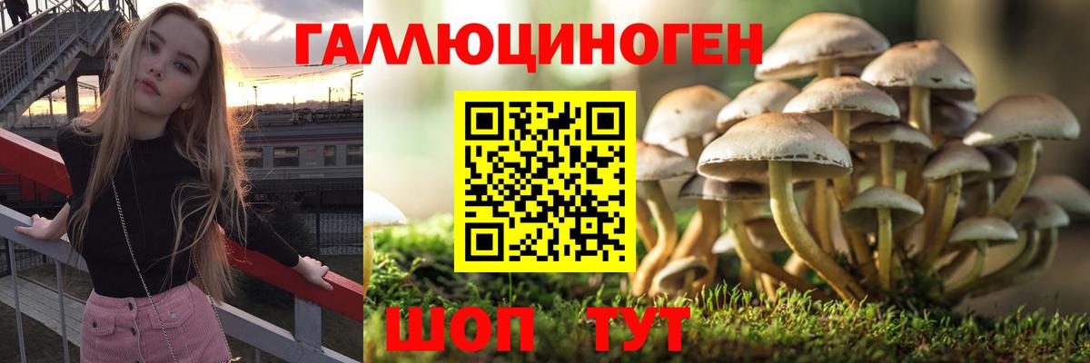 Псилоцибиновые грибы Psilocybine cubensis  наркотики  Новошахтинск  Вход с VPN 